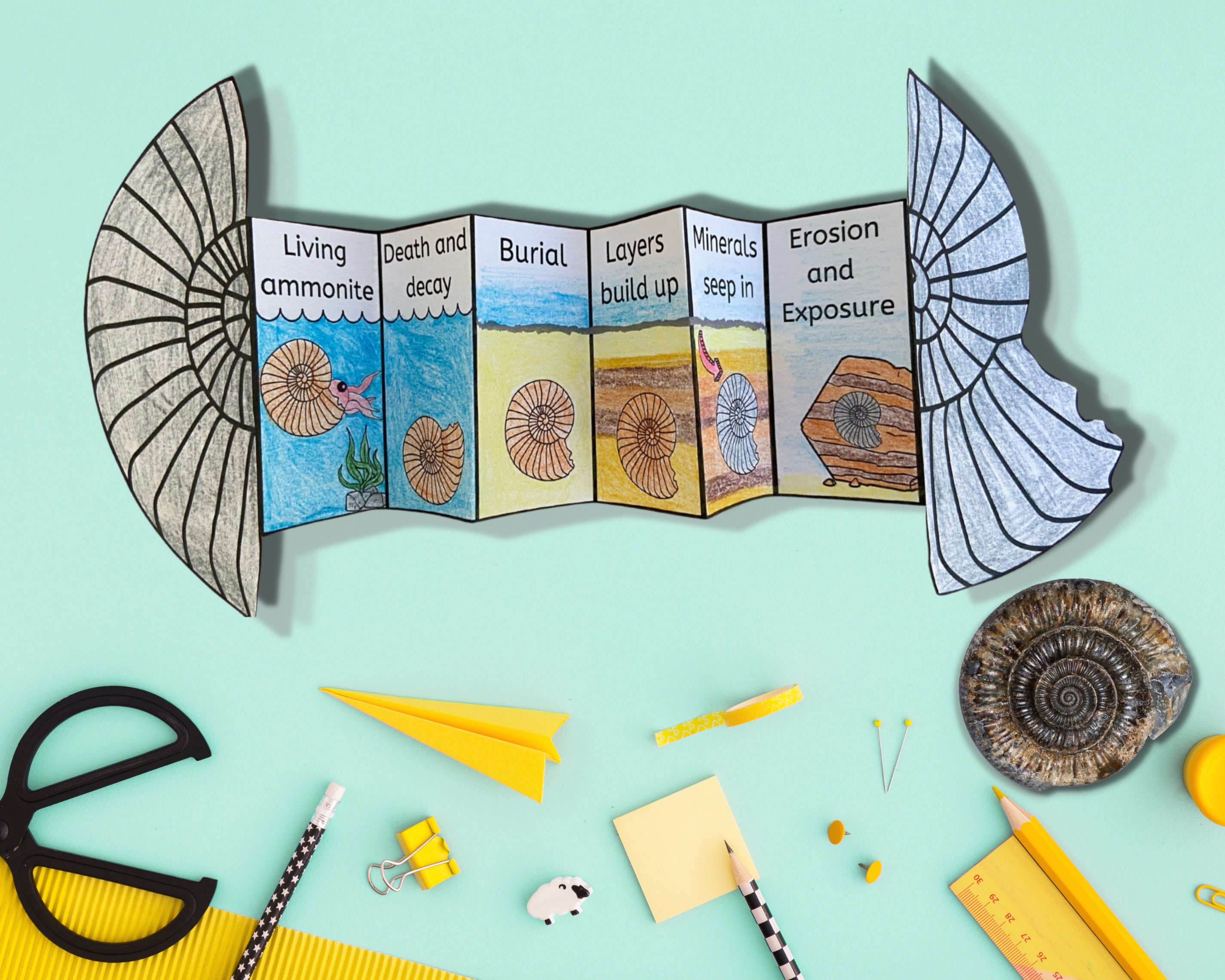 Fossil Activities 3rd Grade