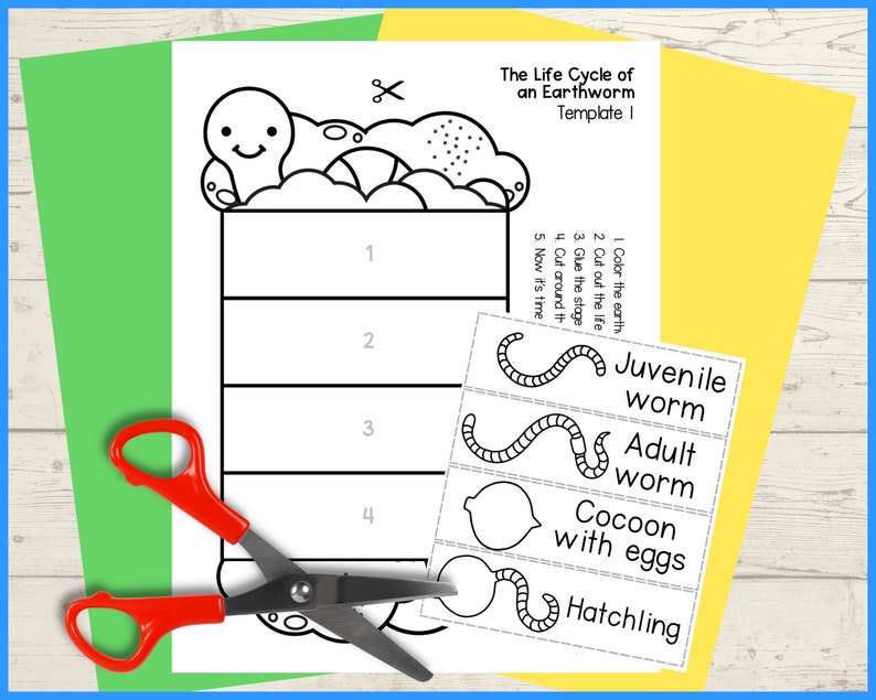 Earthworm life cycle foldable science craft activity 11x8.5 inch and A4 digital download printable PDF Life cycle of a worm image 2