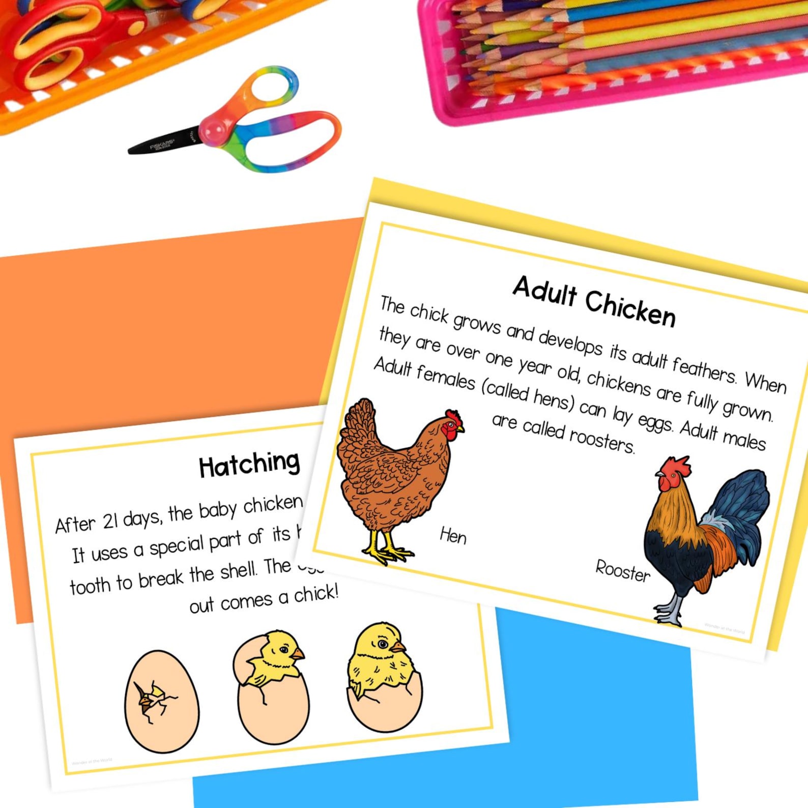 Life Cycle of a Chicken Foldable Kids' Spring Craft Activity | A4 and ...