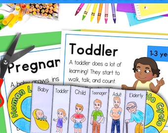 Human life cycle sequence and fold activity for kids | printable US letter and A4 size | stages of human growth | digital download PDF