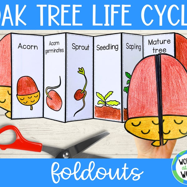 Oak tree life cycle acorn foldable science foldout craft | A4 and US letter size | PDF educational activity