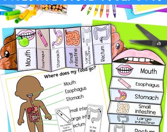 Human body digestive system foldable sequencing activities for kids | Digital Download PDF | Science activity
