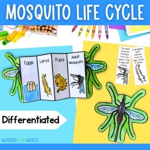 May include: A colorful, illustrated life cycle of a mosquito, showing the stages of egg, larva, pupa, and adult. The illustration is on a foldable paper craft with the words "Mosquito Life Cycle" at the top and "Differentiated" at the bottom.