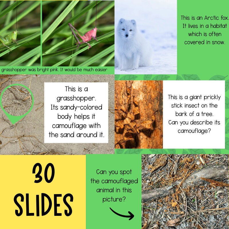 Animal Camouflage Science Lesson Powerpoint Google Slides Presentation ...