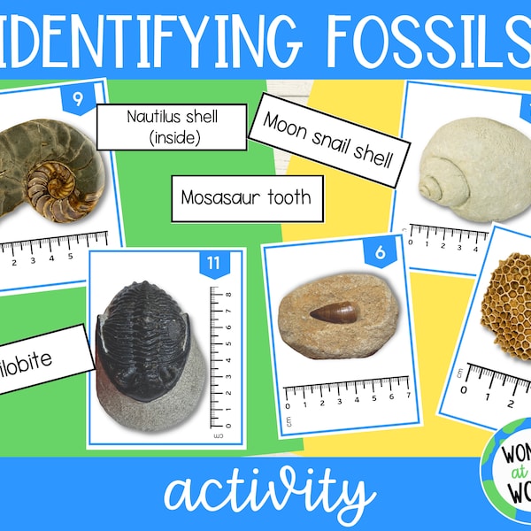 Fossil identification printable science lesson activity | A4 and 8.5x11 inch| Digital download | Earth sciences