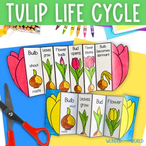 Life cycle of a tulip plant foldable sequencing activity | science craft printable for kids | A4 and 11x8.5 inch | digital download PDF