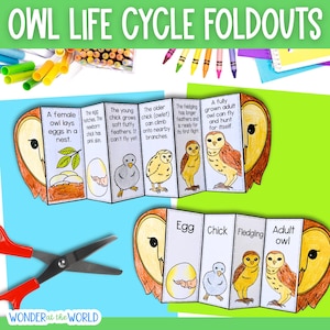 Levenscyclus van een uil opvouwbaar wetenschappelijk knutselwerkje voor kinderen afdrukbare pdf | A4 en 11 x 8,5 inch | Digitale download | Wetenschap | Knip- en plakactiviteit