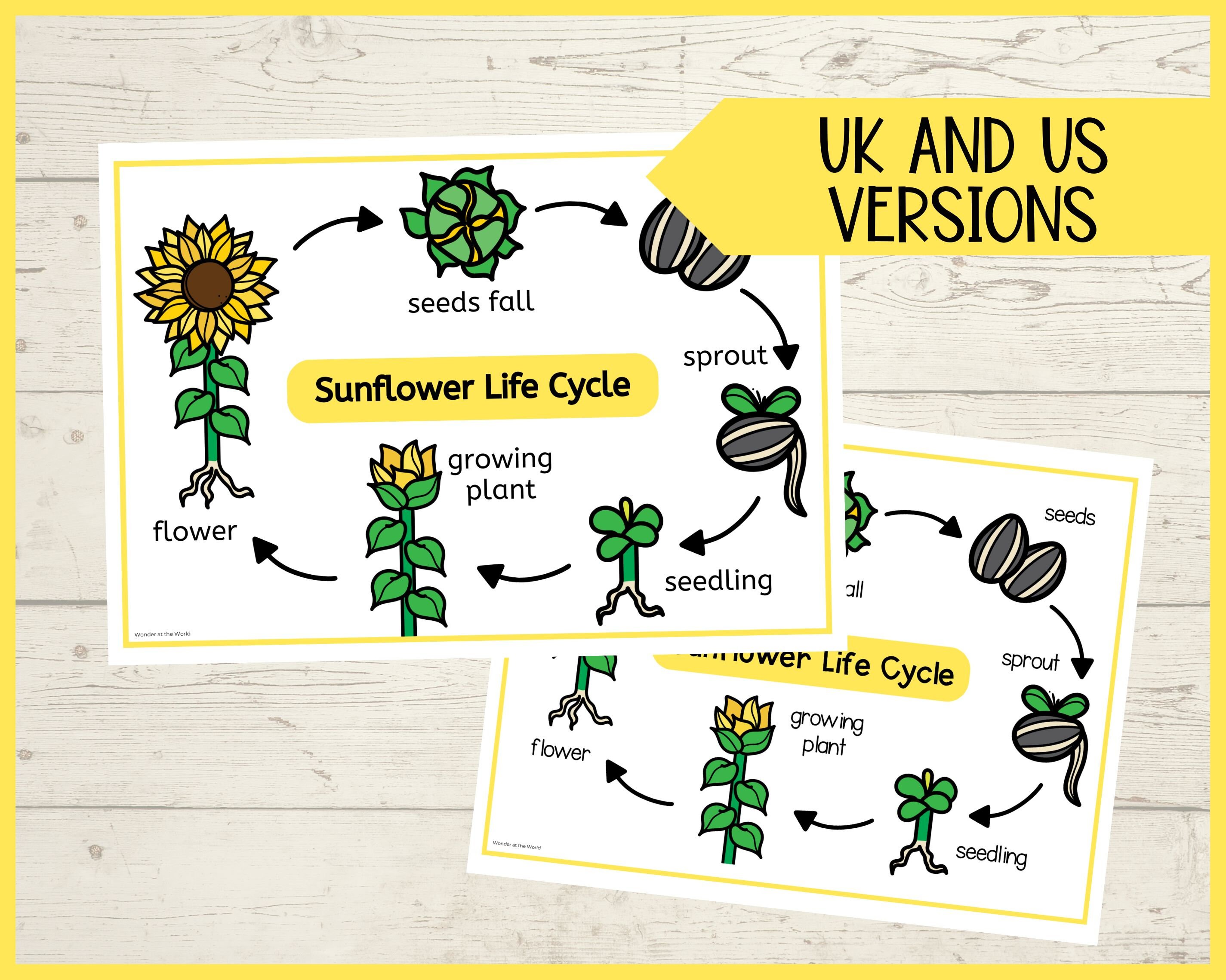 Plants Science Display for Classroom | Bulletin Board Display | Plant ...