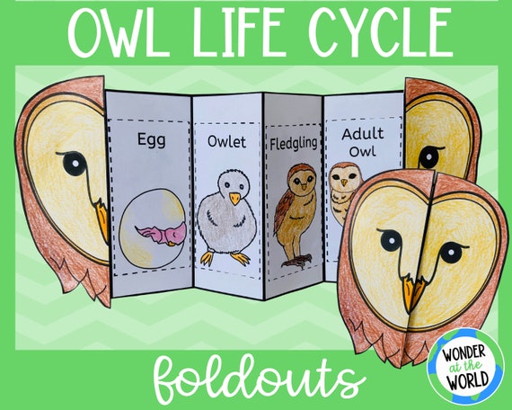 Life Cycle of an Owl Foldable Kids' Craft  A4 and 11x8.5