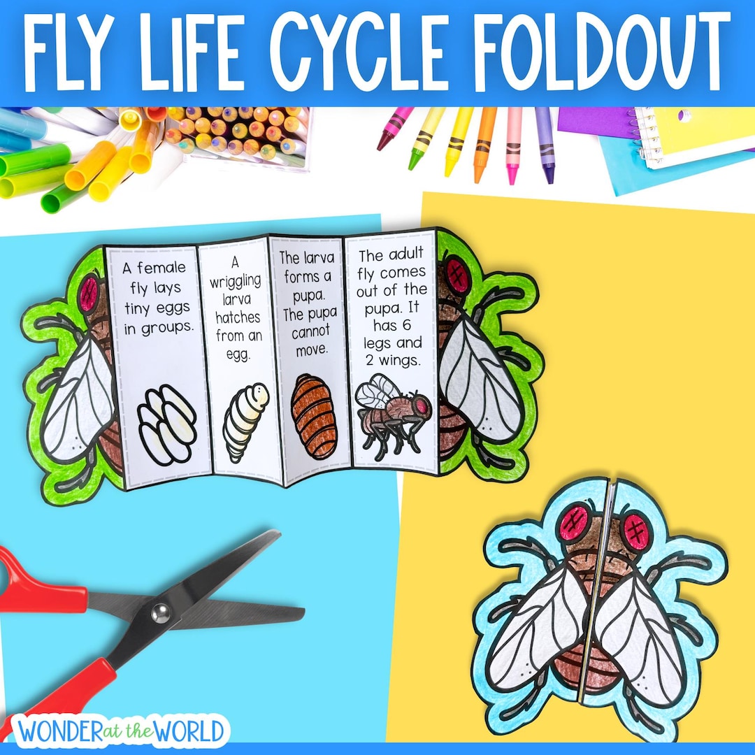 Life Cycle of a Fly Insect Sequencing Activity Cut and Paste Science ...