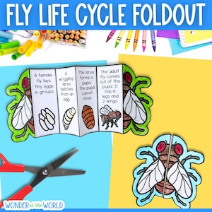 Puede incluir: Un folleto educativo colorido que ilustra el ciclo de vida de la mosca. Las etapas incluyen huevos, larva, pupa y mosca adulta. El texto describe cada etapa. Tijeras y útiles de arte en el fondo.