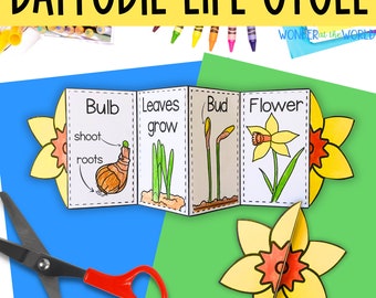 Life Cycle of a Rose Plant Fold and Sequence Craft Activity | Valentine ...
