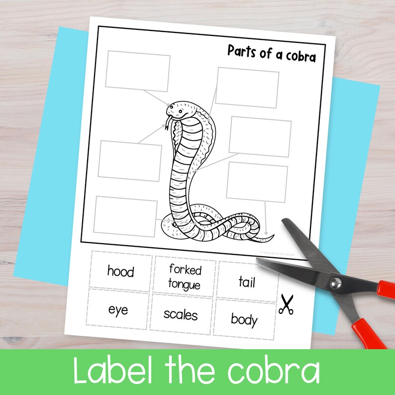 Life Cycle of a Cobra Snake Foldable Sequencing Activity PDF Digital ...