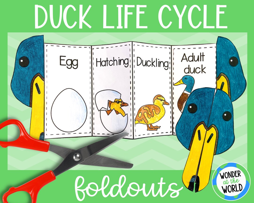 Duck Life Cycle STEM Journal Lesson (3rd-5th) — Adventures in the  Schoolhouse
