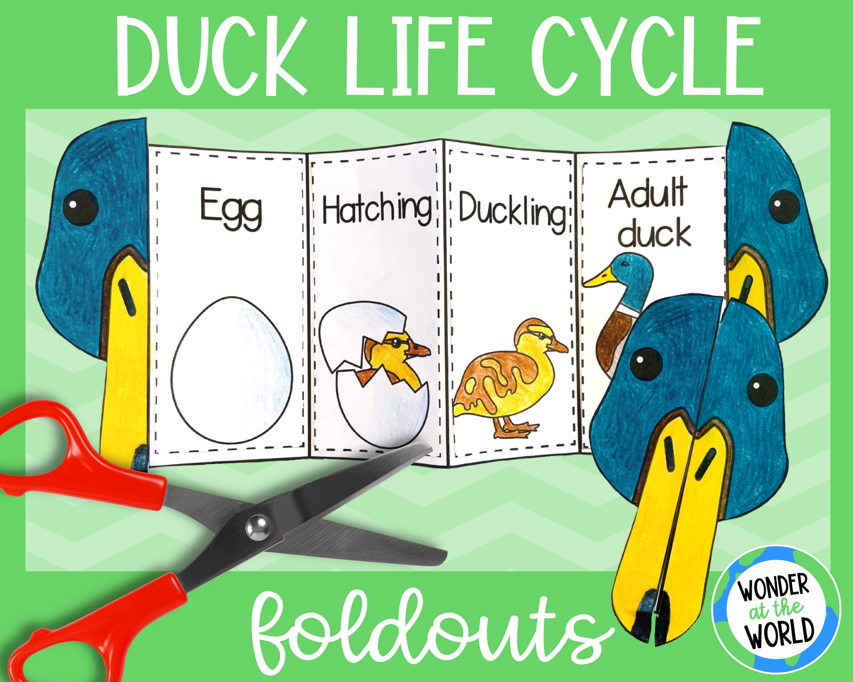 Foldable Duck Life Cycle Learning Activity for Kids A4 and 11x8.5