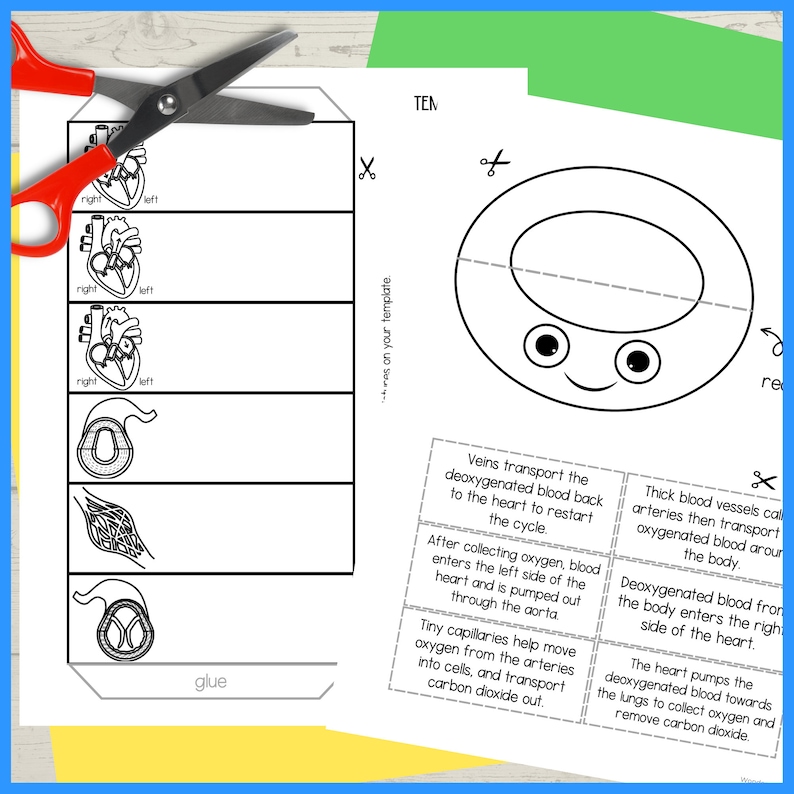 The Circulatory System Printable Foldouts and Worksheet PDF Heart and