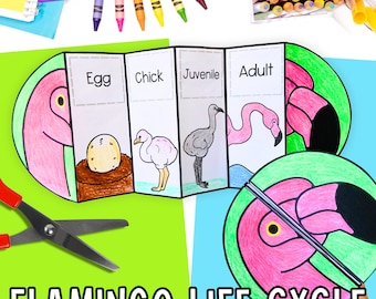 Life cycle of a flamingo foldable kids' science craft sequencing activity | A4 and 11x8.5 inch | Digital Download | Science | Cut and paste