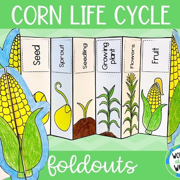 Life cycle of a corn plant foldable activity for kids | A4 and 11x8.5 inch | Digital Download | Science | Cut and paste