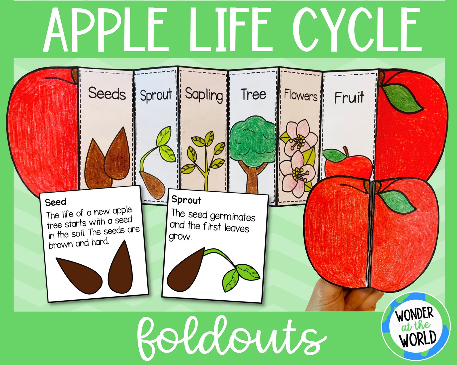 Life Cycle of an Apple Tree Foldable Activity for Kids Etsy