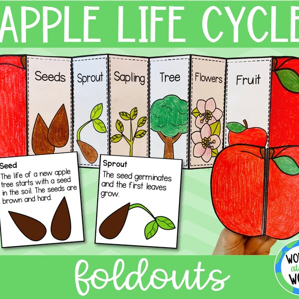 Life cycle of an apple tree foldable activity for kids printable | A4 and 11x8.5 inch | Digital Download | Science | Cut and paste