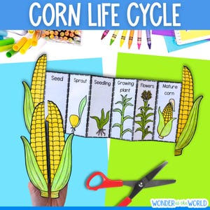 Könnte beinhalten: Ein Papierbastelset zum Lebenszyklus von Mais mit einem faltbaren Akkordeonstreifen, der Illustrationen und Beschriftungen für Seed, Sprout, Seedling, Growing plant, Flowers und Mature corn zeigt. Enthalten sind gelbe Maiskolben und eine rote Schere.