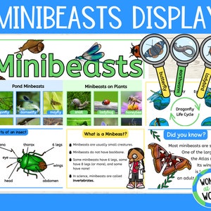 Imprimibles de exhibición de ciencias para el aula de Minibeast para maestros / Versión para el Reino Unido y los EE. UU. / Descarga digital / Insectos y bichos