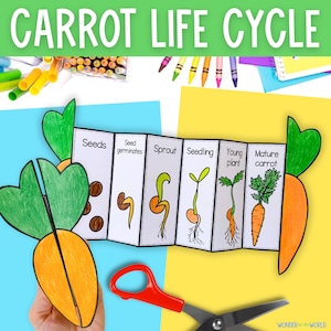 Könnte beinhalten: Ein druckbares Karotten-Lebenszyklus-Bastelset für Kinder. Das Bastelset enthält ein faltbares Papiermodell mit Illustrationen eines Karottensamens, eines Sprosses, eines Sämlings, einer jungen Pflanze und einer reifen Karotte. Das Bastelset ist perfekt, um Kindern den Wachstumsprozess von Karotten beizubringen.