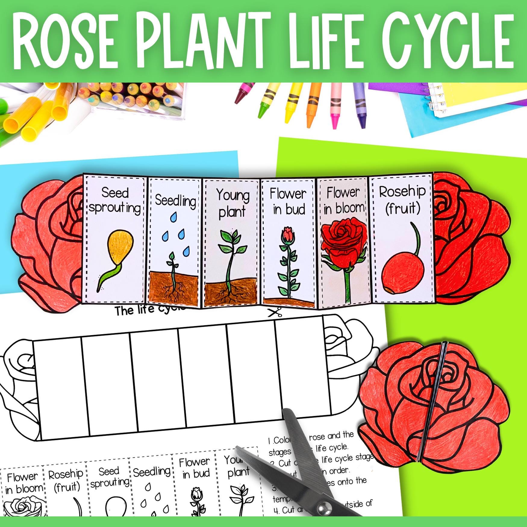 Life cycle of a rose plant fold and sequence craft activity | Valentine's Day science | A4 and 11x8.5 inch | digital download PDF