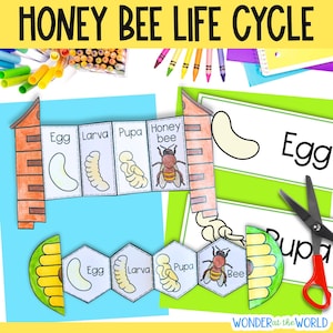 Life cycle of honey bee foldable kids' science craft | A4 and 11x8.5 inch | Digital Download | Cut and paste