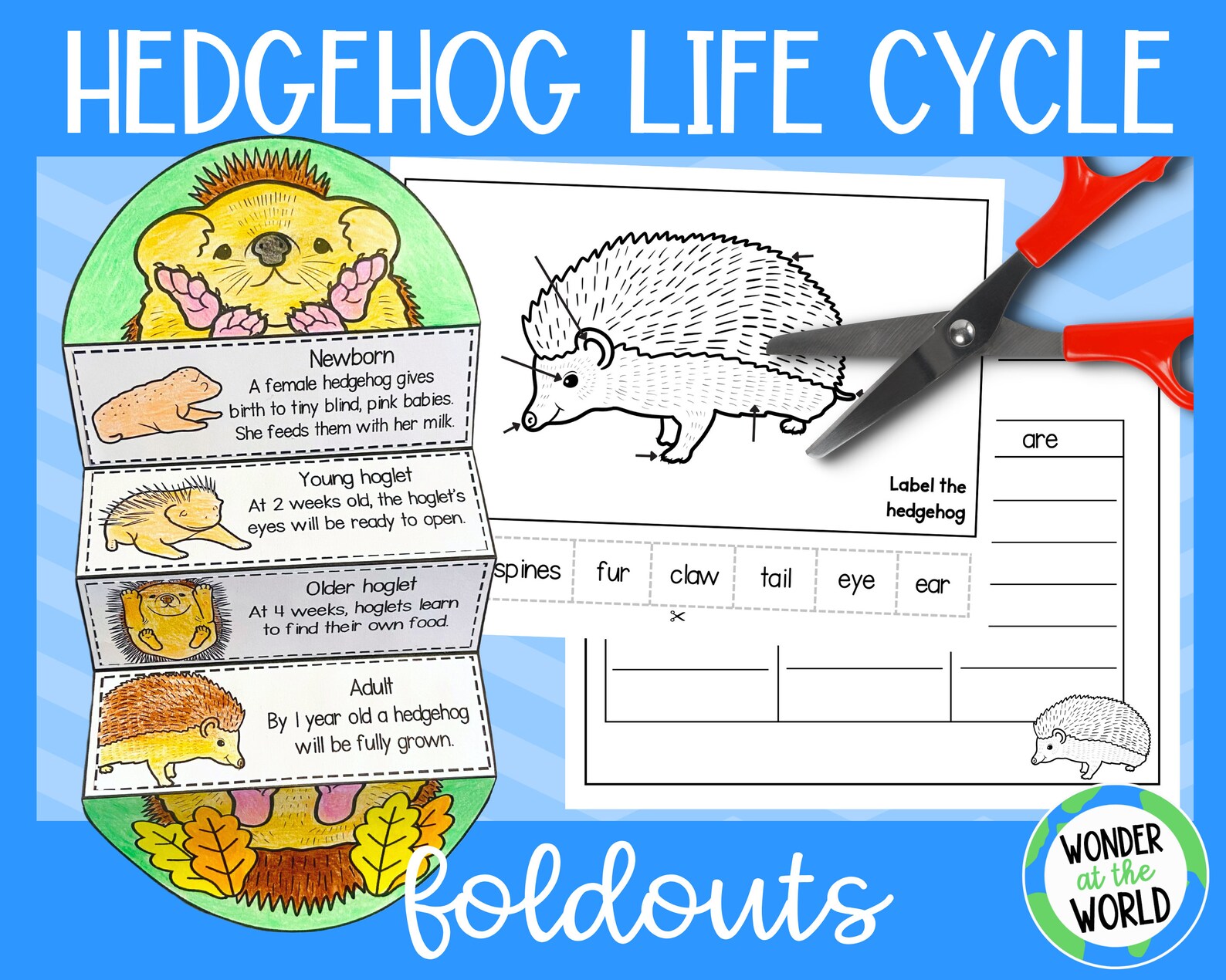 Hedgehog Life Cycle Foldable Activity for Kids 8.5x11 Inch and A4