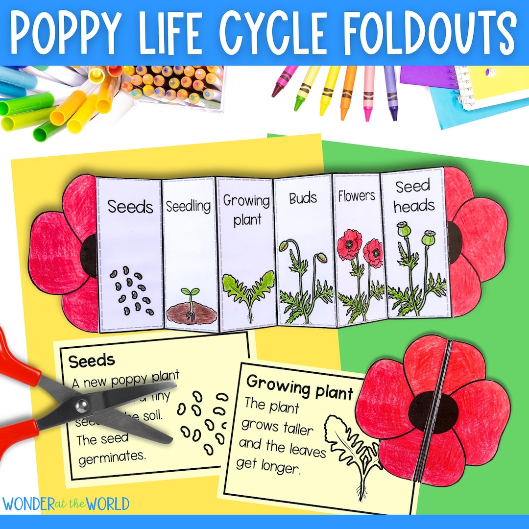 Poppy Life Cycle Foldable Sequencing Activity Cut and Paste Plant ...