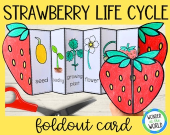 Life cycle of a strawberry plant printable learning activity | A4 and 11x8.5 inch PDF | science foldable worksheet