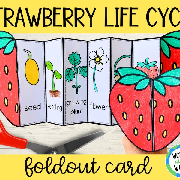 Life cycle of a strawberry plant printable learning activity | A4 and 11x8.5 inch PDF | science foldable worksheet