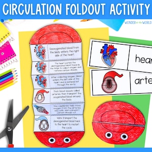 May include: A red and white fold-out educational activity for children about the circulatory system. The activity includes a diagram of the heart, arteries, veins, and capillaries. The text explains how blood circulates through the body.