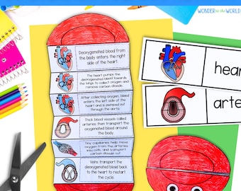 The circulatory system printable foldouts and worksheet activity for kids PDF | heart and circulation human body systems