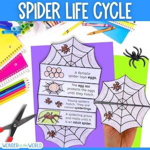 Life cycle of a spider sequence and fold kids' craft for science fall Halloween