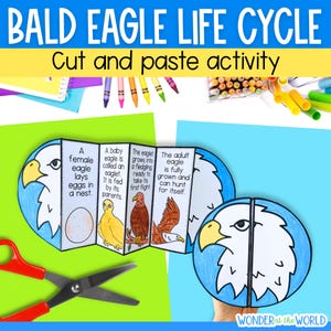 The life cycle of a bald eagle: sequence and fold bird craft activity body parts worksheet