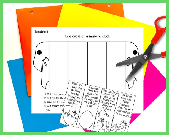 Foldable Duck Life Cycle Learning Activity for Kids A4 and 11x8.5