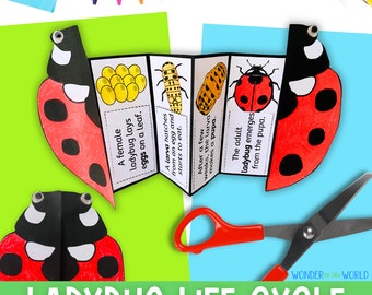Life cycle of a ladybug ladybird foldable kids' craft | A4 and 11x8.5 inch | Digital Download PDF | Science | Cut and paste