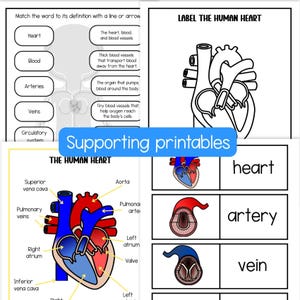 May include: Educational printable worksheets featuring diagrams of the human heart and circulatory system. The pages include black and white line drawings for labeling, matching exercises, and color illustrations with labels for heart, artery, and vein.