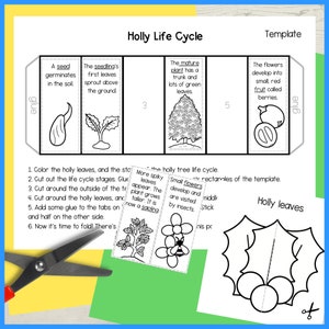 Holy Cycle Life Cycle of a Holly Tree Foldable Sequencing Activity Christmas ...