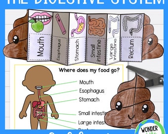 L'activité des enfants pliables du système digestif | A4 et 11 x 8,5 pouces | Téléchargement numérique | Sciences | Couper et coller