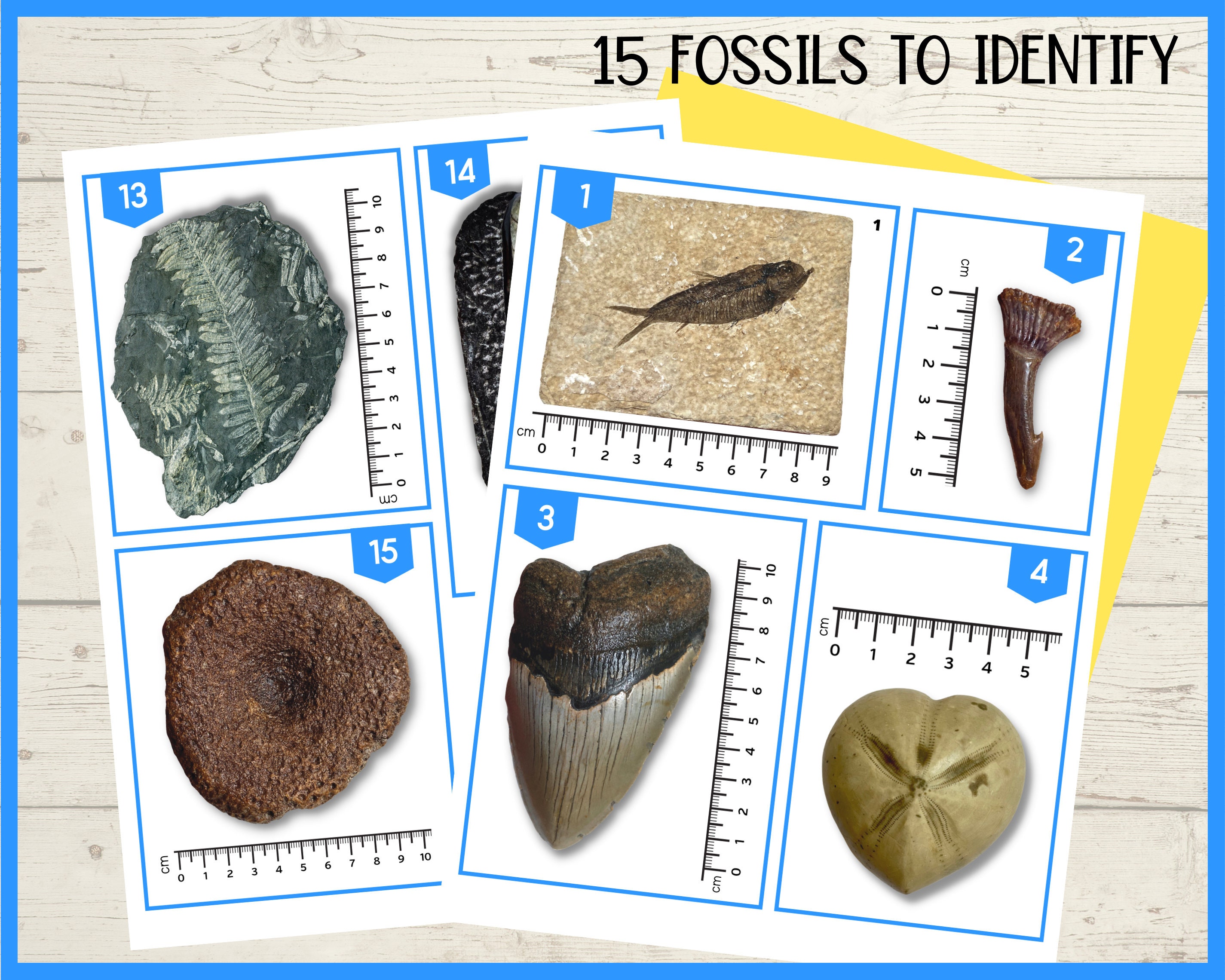 Fossil Identification Printable Science Lesson Activity A4 and 8.5x11