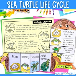 Ciclo de vida de una tortuga marina: pliegue y secuencia, actividad científica artesanal para niños / Descarga digital PDF / Ciencia para cortar y pegar