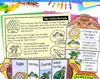 Life cycle of a sea turtle fold and sequence science craft activity for kids |Digital Download PDF | Science cut and paste