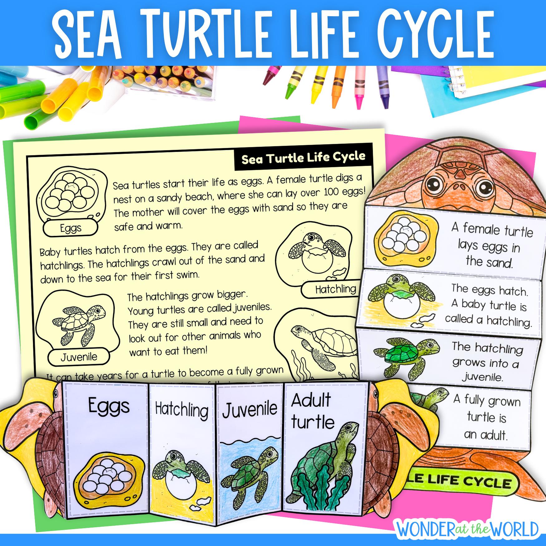 37 Super Cute Sea Turtle Crafts for Kids They Will Love 31 Life cycle of a sea turtle fold and sequence science craft activity…