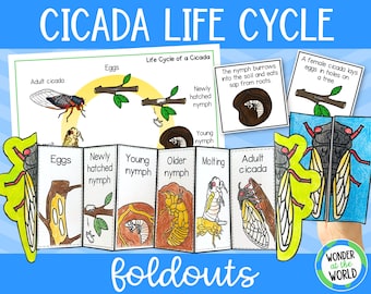 Life cycle of a cicada foldable sequencing science activity for kids, printable PDF, 11x8.5 inch and A4