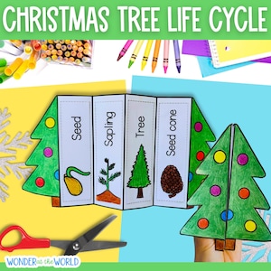 Life cycle of a Christmas tree foldable kids' craft | A4 and 11x8.5 inch | Digital Download | Science