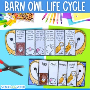 May include: A paper craft activity titled Barn Owl Life Cycle featuring two accordion-folded booklets with illustrations and text describing the stages of an owl's development from egg to adult, accompanied by coloured pencils and scissors.