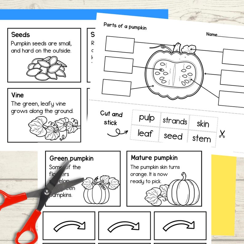 Life Cycle of a Pumpkin and How to Make a Jack O'lantern Foldout ...